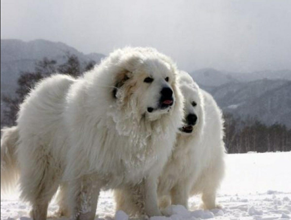 Carpathian Shepherd Dog