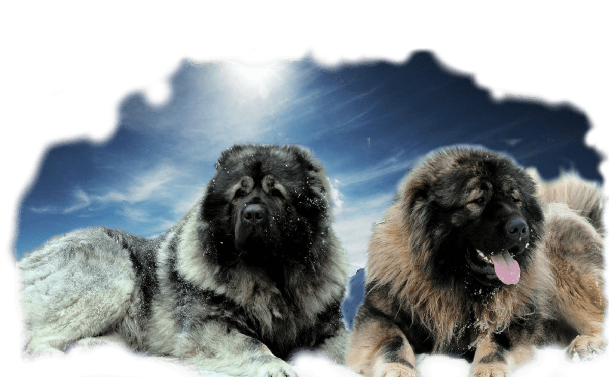 Кавказская овчарка волкодав