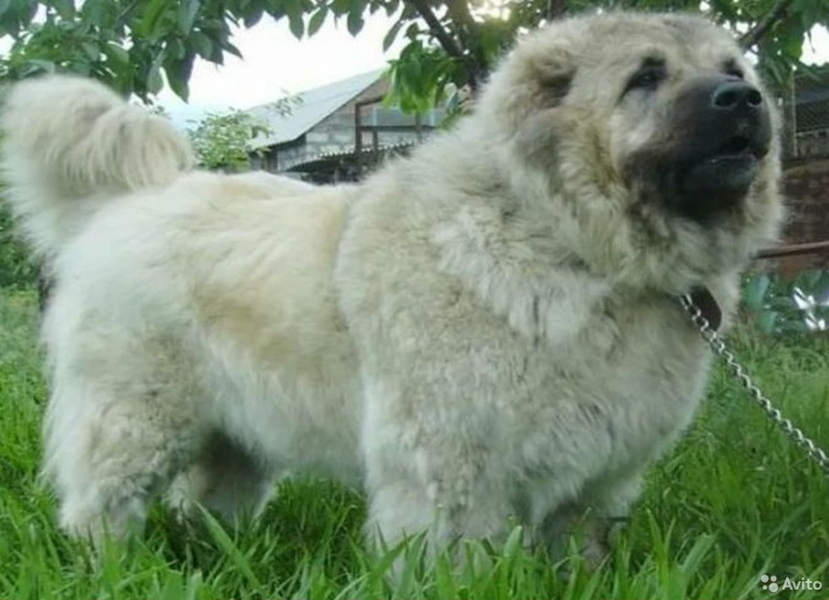 Северо Кавказская овчарка