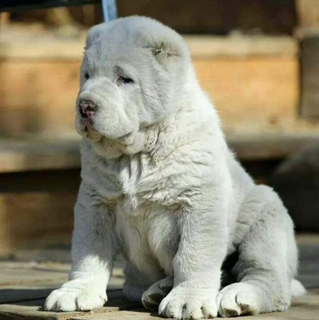 Кавказская овчарка волкодав