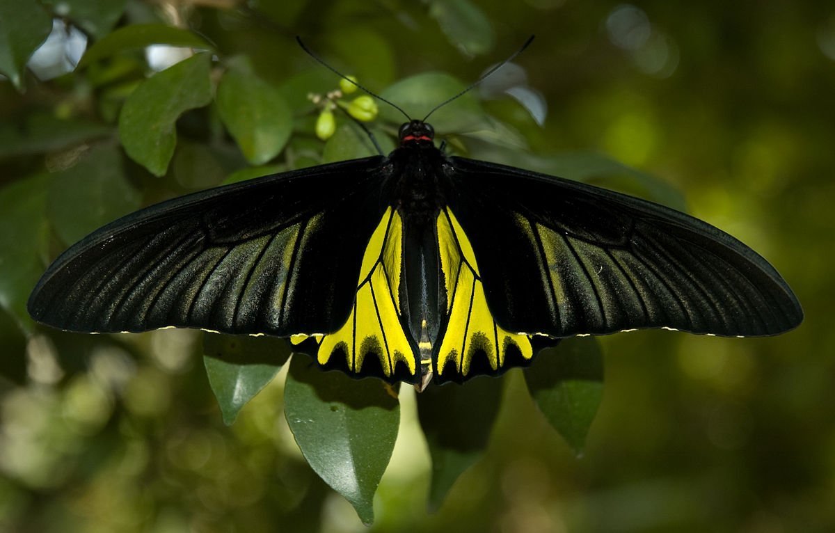Пестрокрыльница изменчивая бабочка
