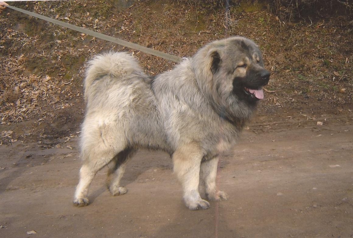 Кавказская овчарка на черном фоне