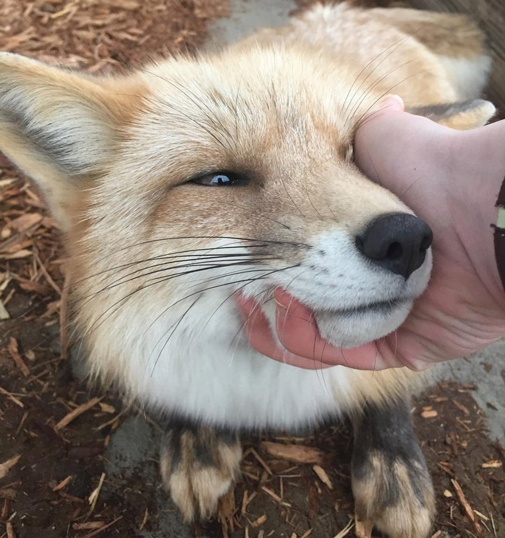 Лиса облизывается