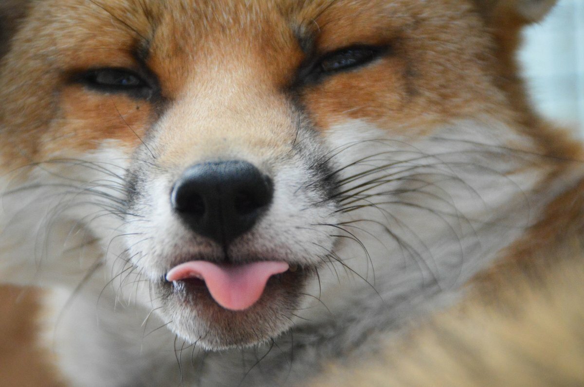 Лиса с языком