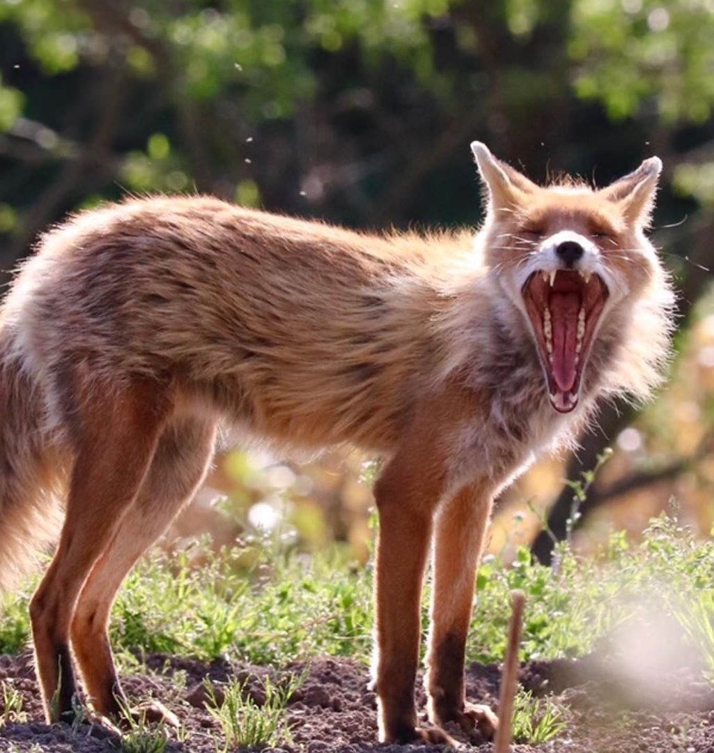 Дикая лиса зубы