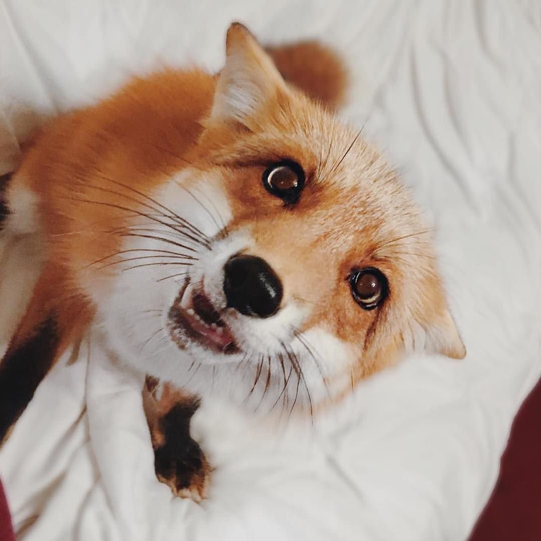 Лиса с милыми глазками