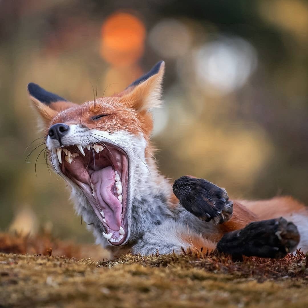 Лисичка зевает