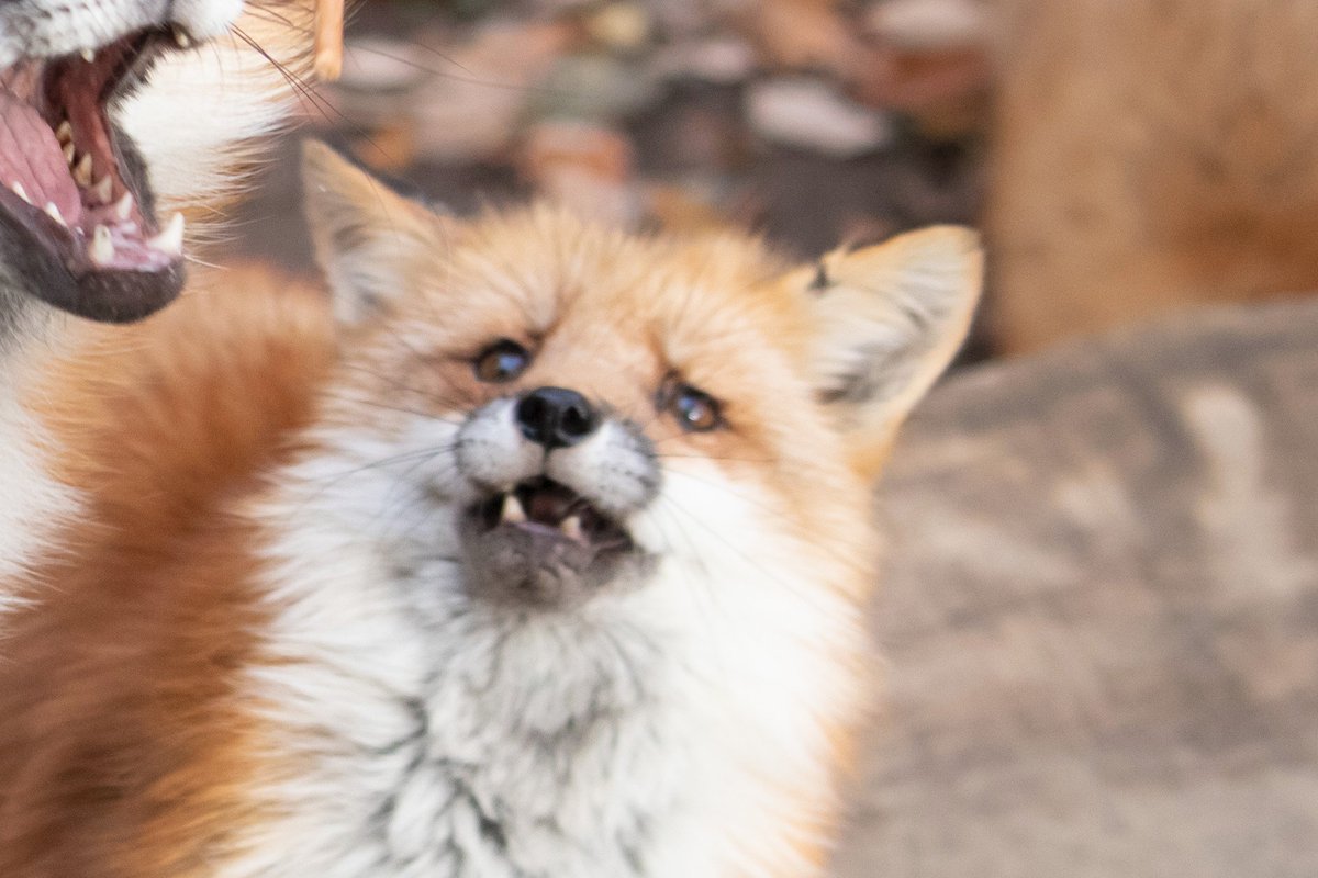 Милая домашняя лиса