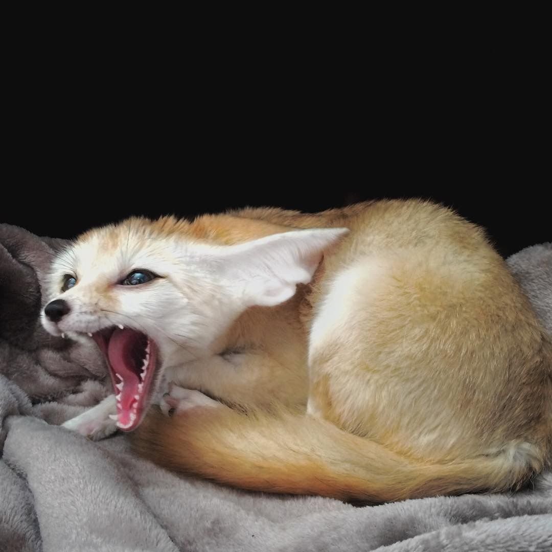 Лиса фенек зевает