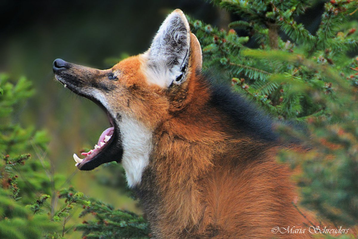Оскал лисы