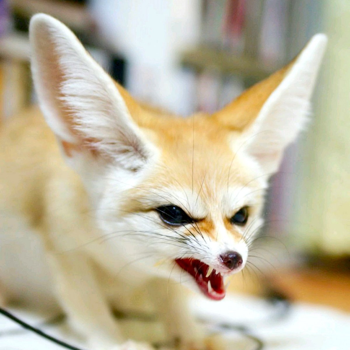 Лисица фенек зубы