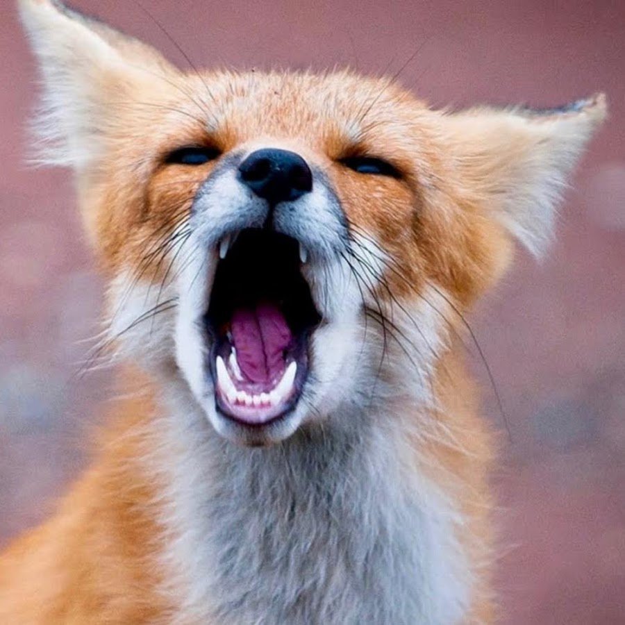 Лисенок с языком