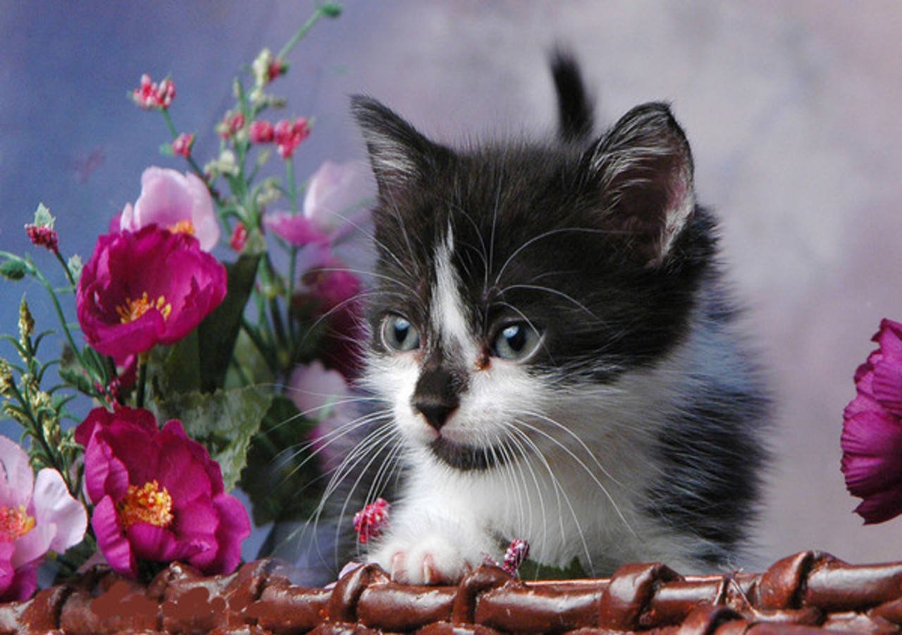 Красивые открытки с кошками. Котенок в цветах. Красивые котята. Котик с цветочком. Котенок в корзинке с цветами.