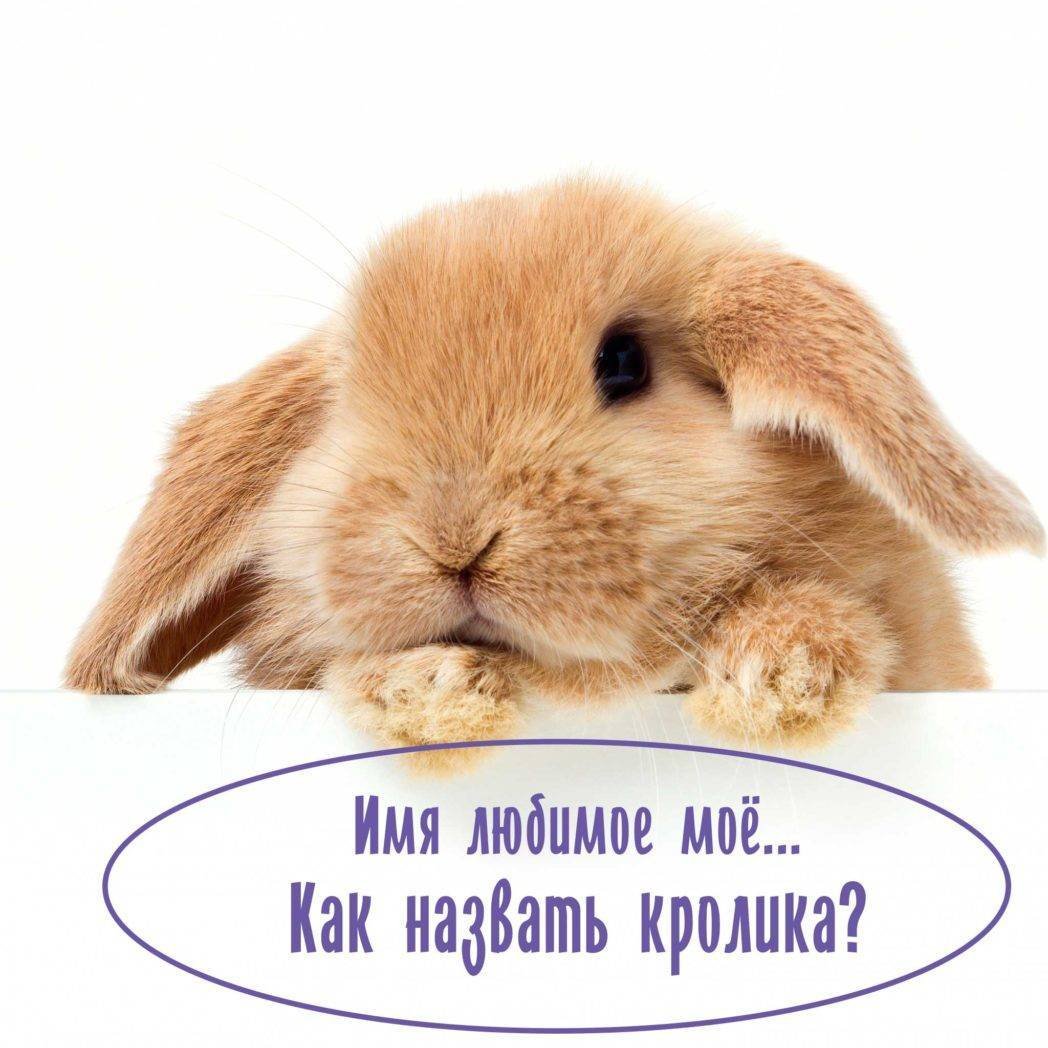 Кролики поинты