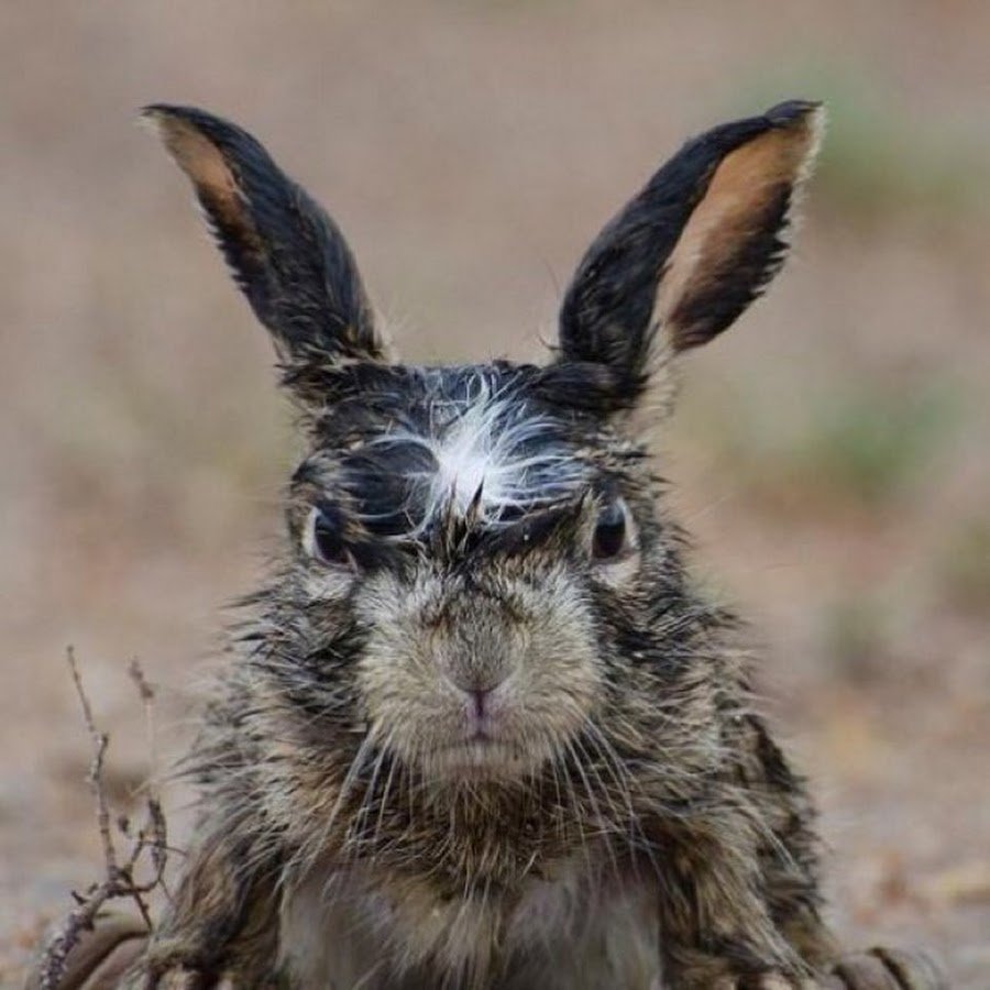 Кролик жует