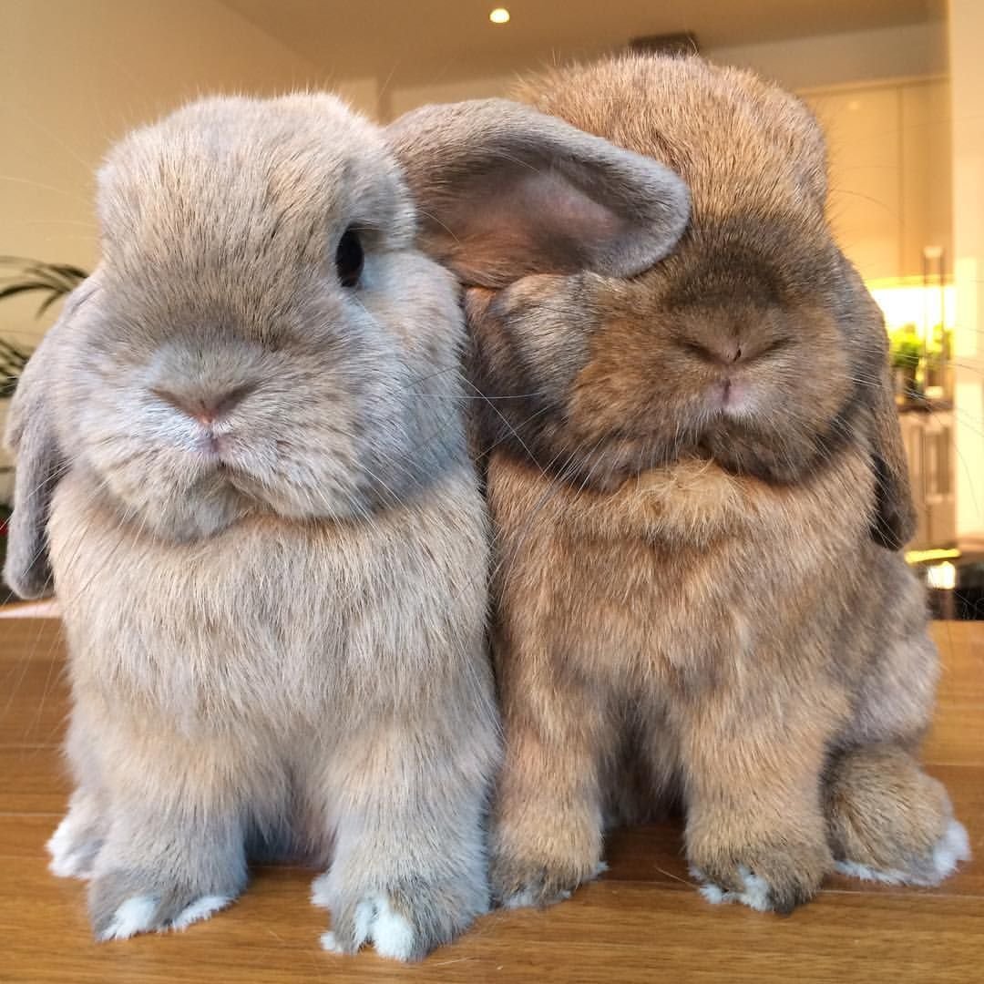 Удивленный заяц