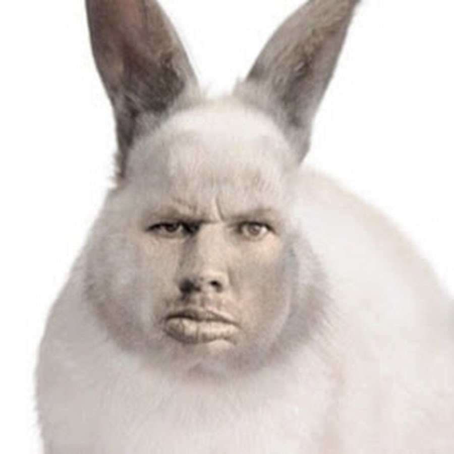 Кролик спереди