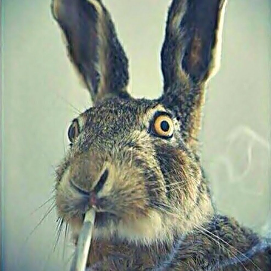 Continental giant Rabbit