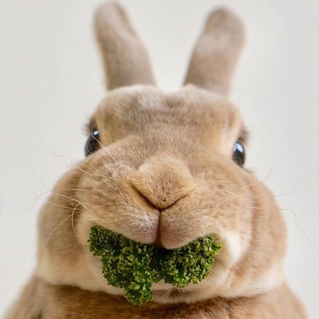 Животные в костюмах