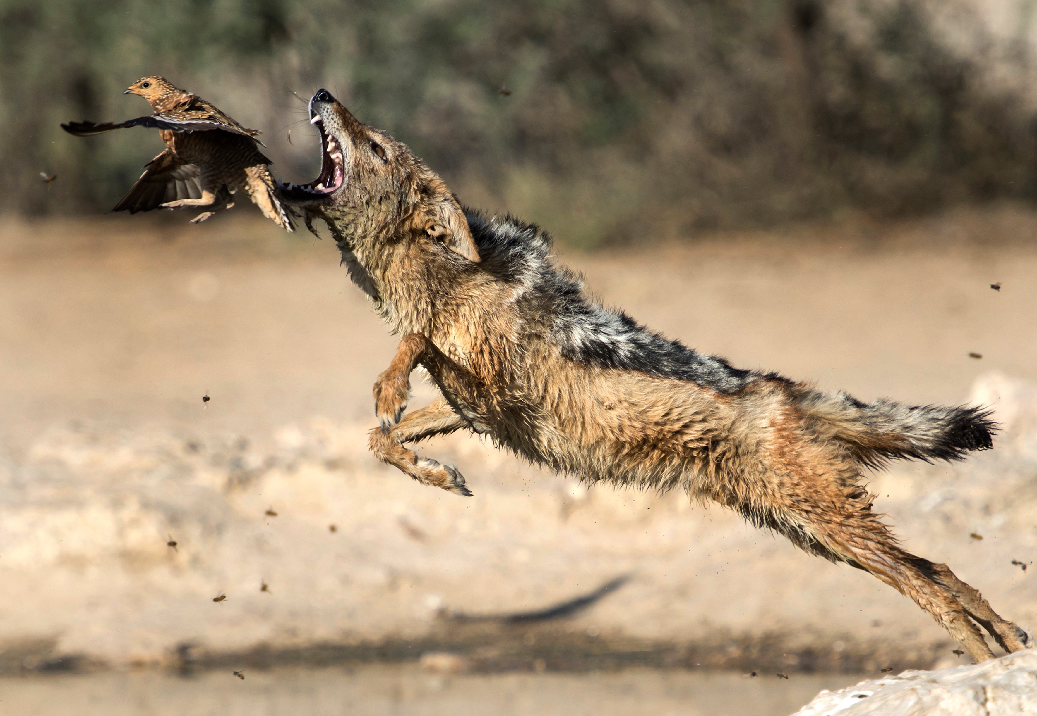 Загнанный зверь 10. Волк в прыжке. DJHR D GHS;RT.