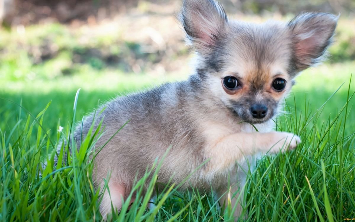 Карликовый чихуахуа