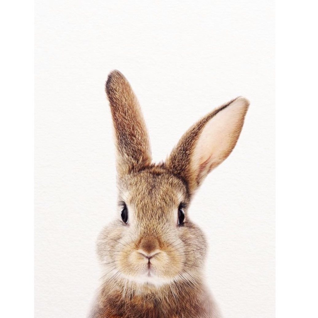 Улыбчивый кролик