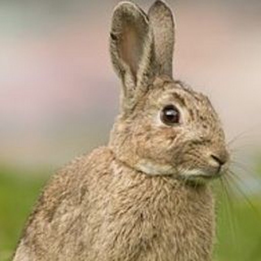 Милые зайчики