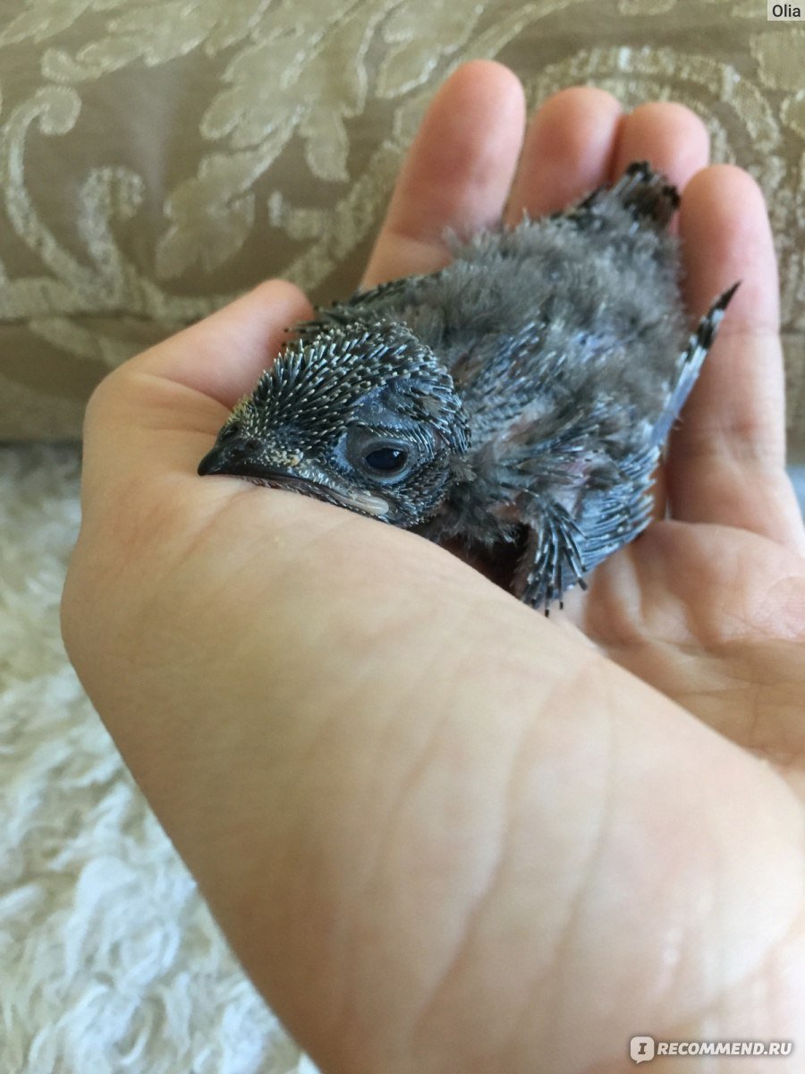 Птенец стрижа