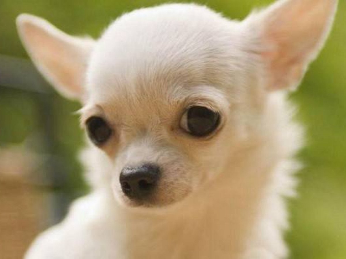Маленькая собачка чихуахуа
