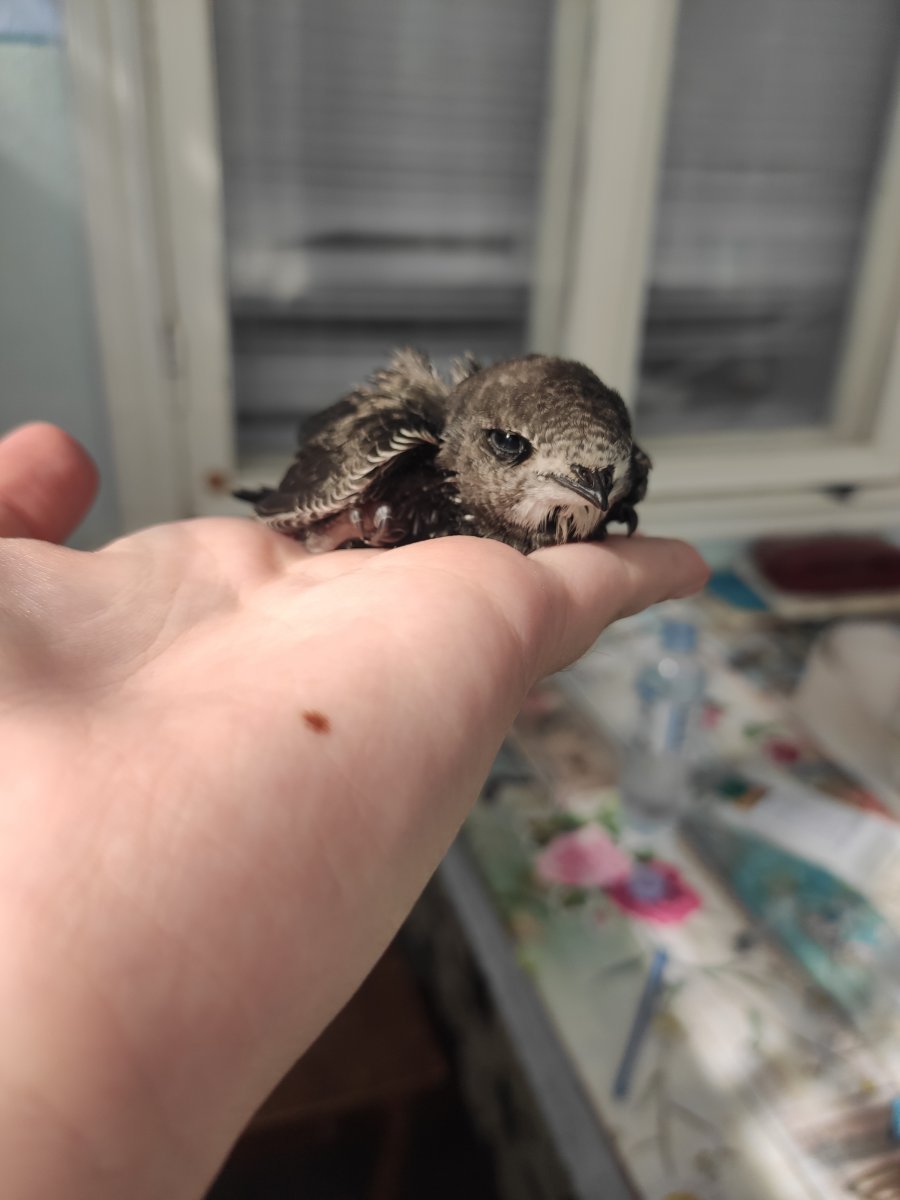 Птенцы которым нужно помогать