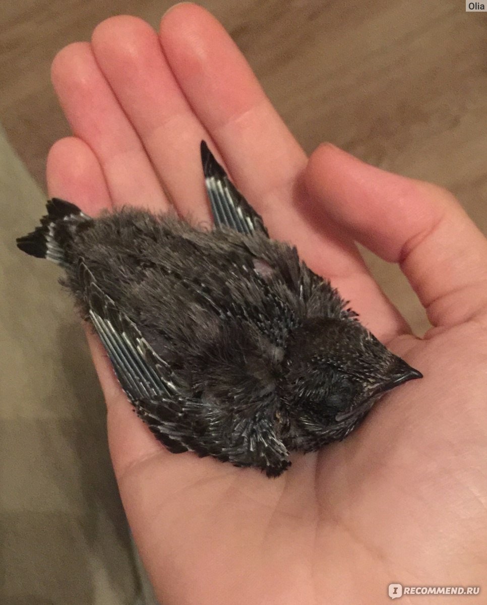 Стриж домашний