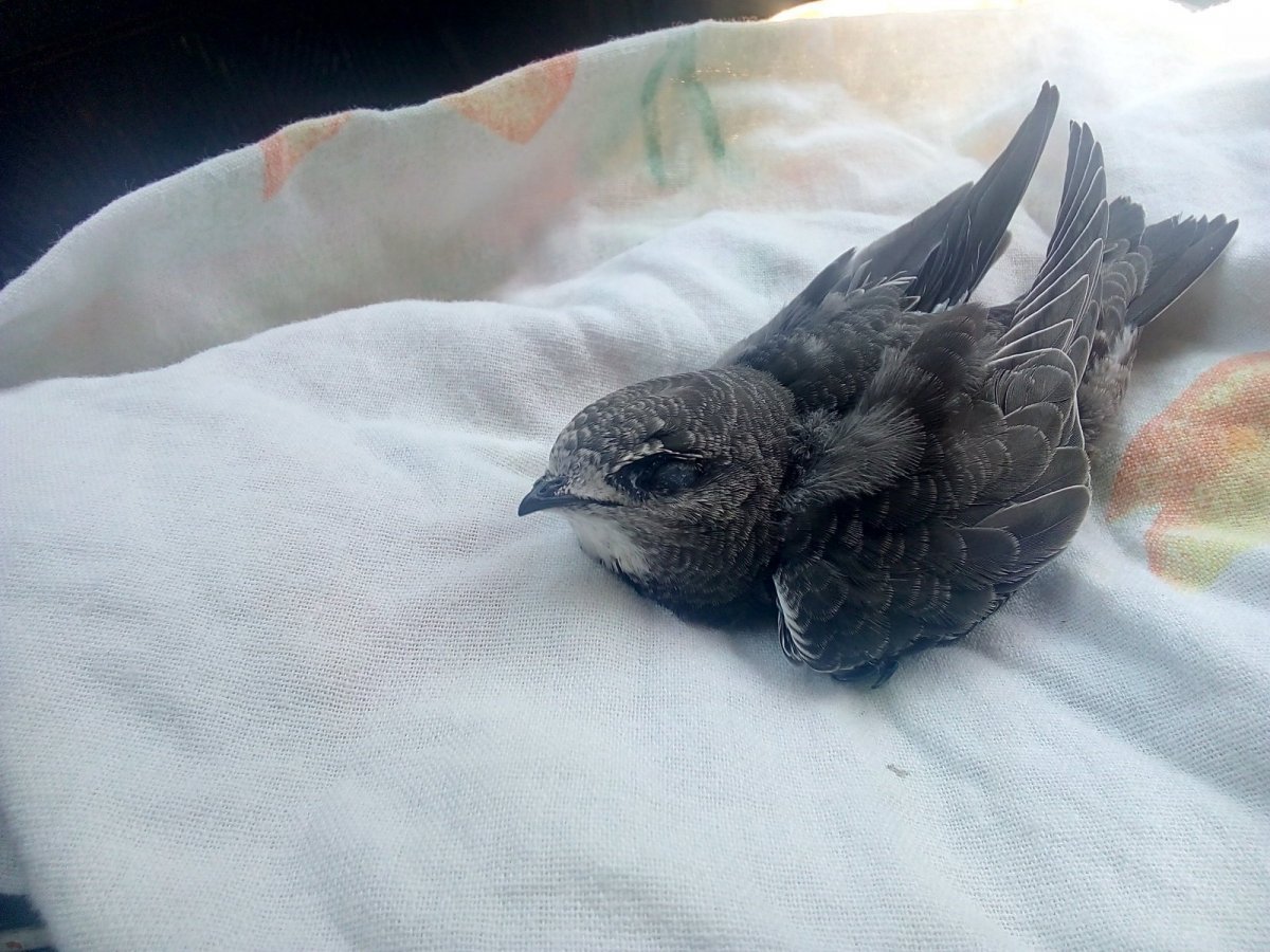 Птенец черного стрижа