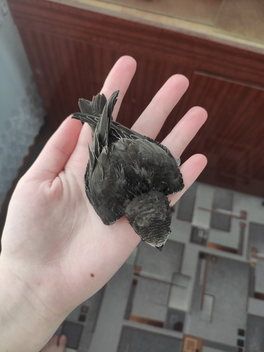 Птенец стрижа