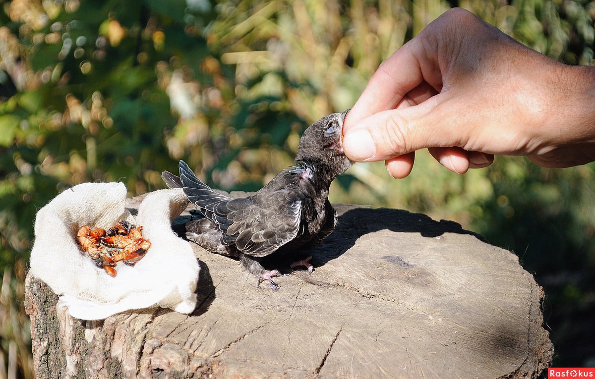 Птенец черного стрижа