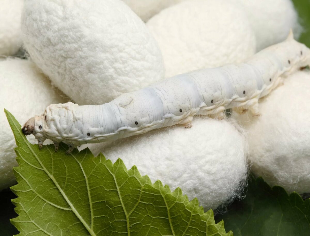 Тутовый шелкопряд кокон