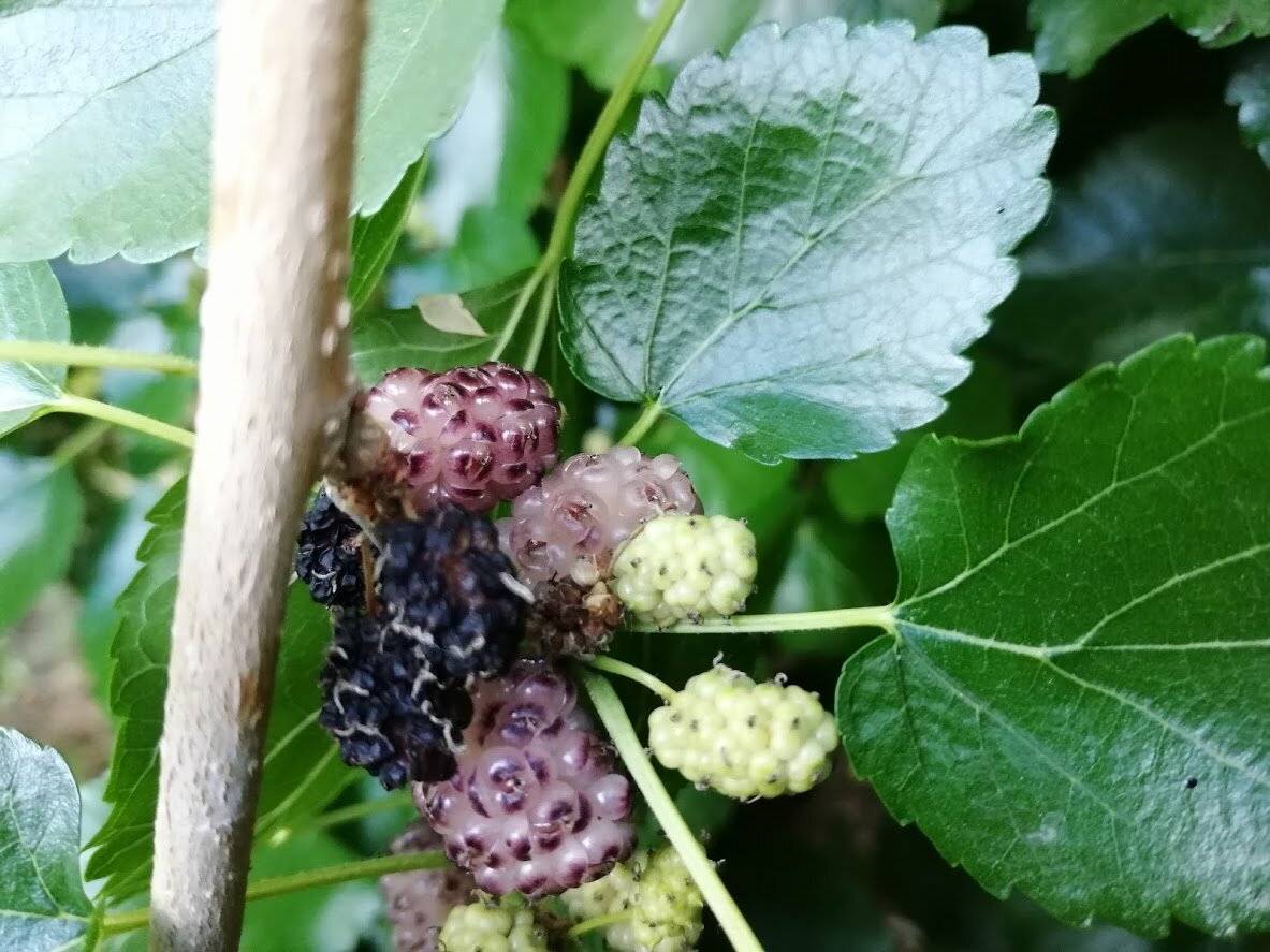 Бурая пятнистость шелковицы