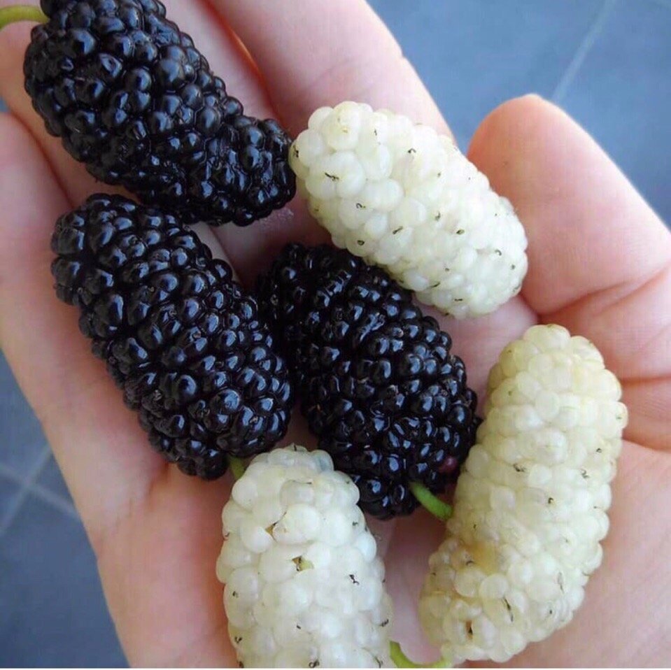 Тутовник шелковица