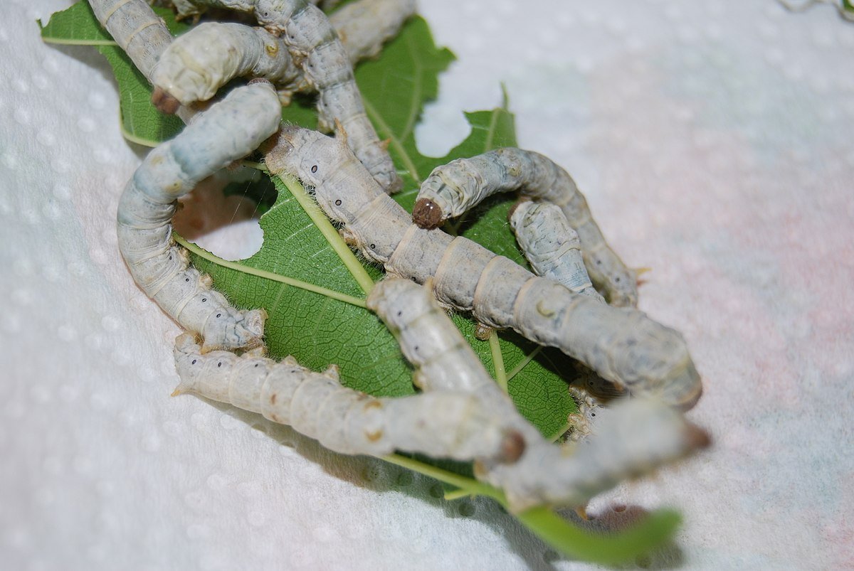 Буковый шелкопряд гусеница