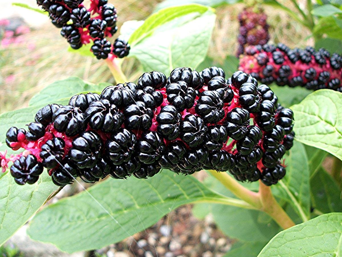 Лаконос ягодный