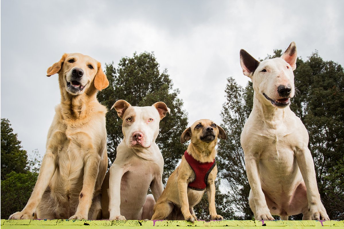 Собака класс