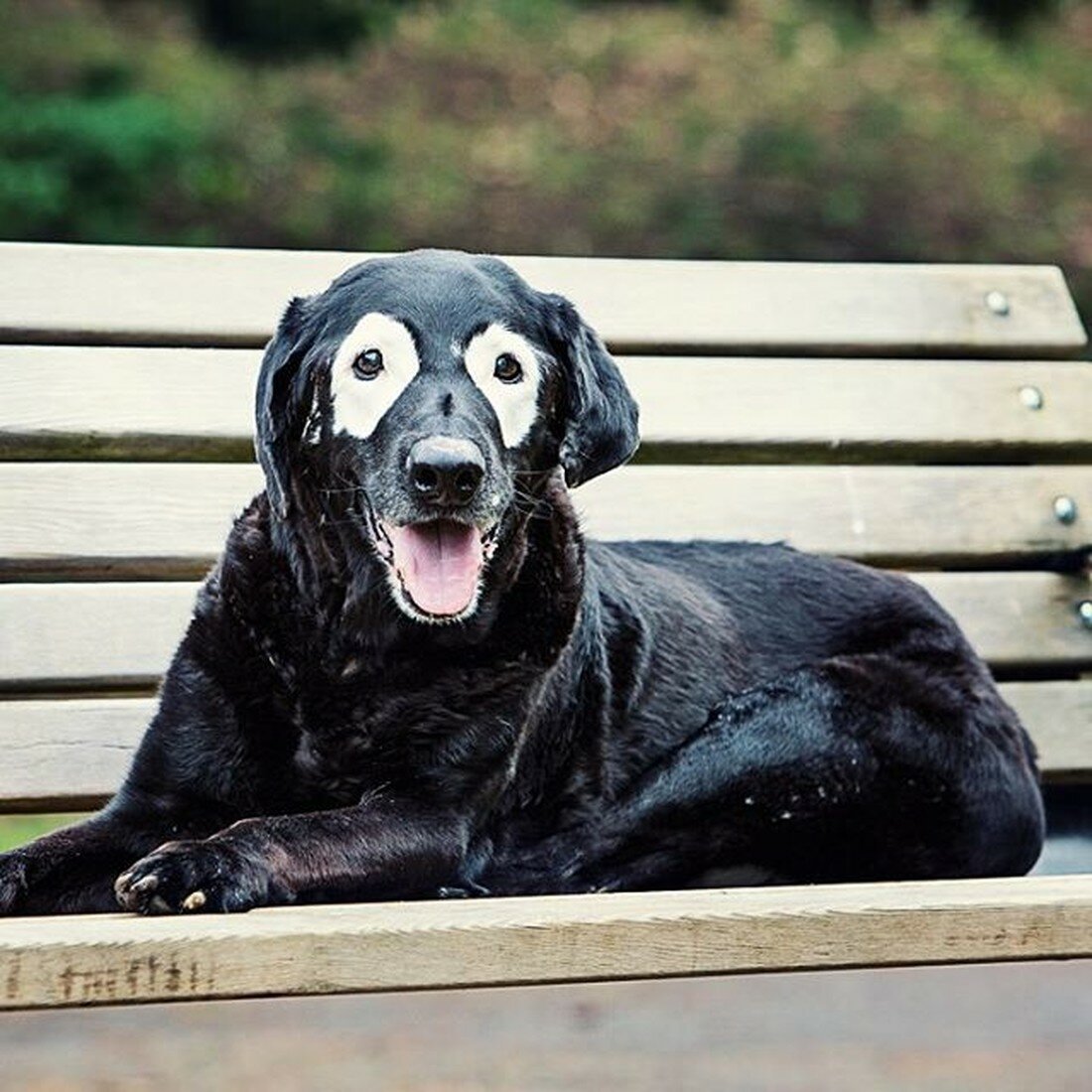 Крупные породы собак с названиями