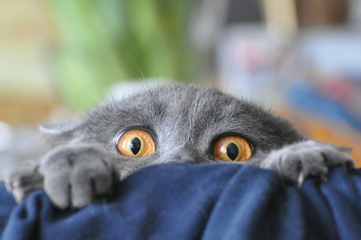 Испуганный кот