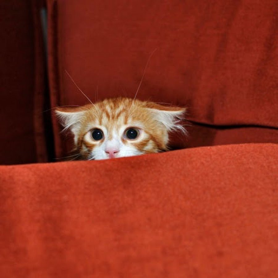 Котенок боится