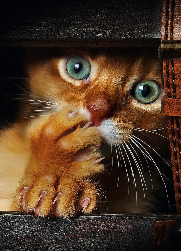 Испуганный кот