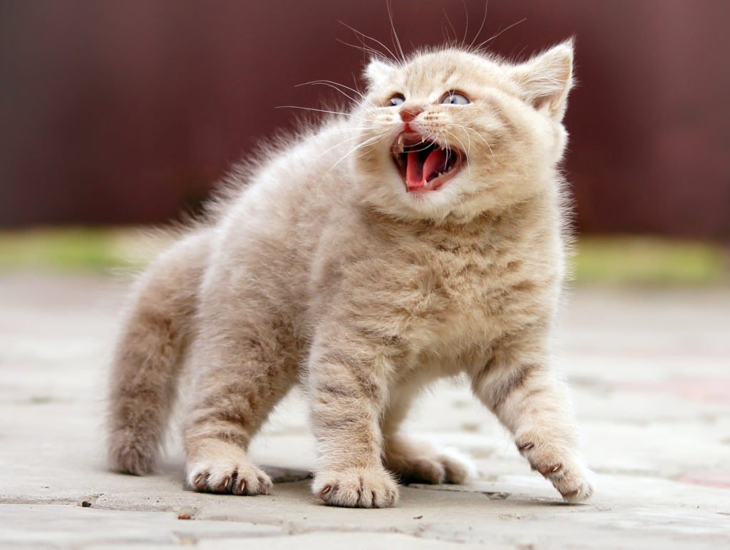 Веселый котик