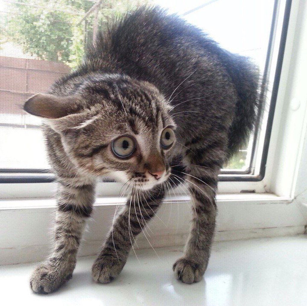 Запуганный котенок