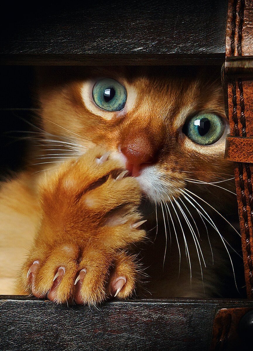 Испуганный рыжий кот
