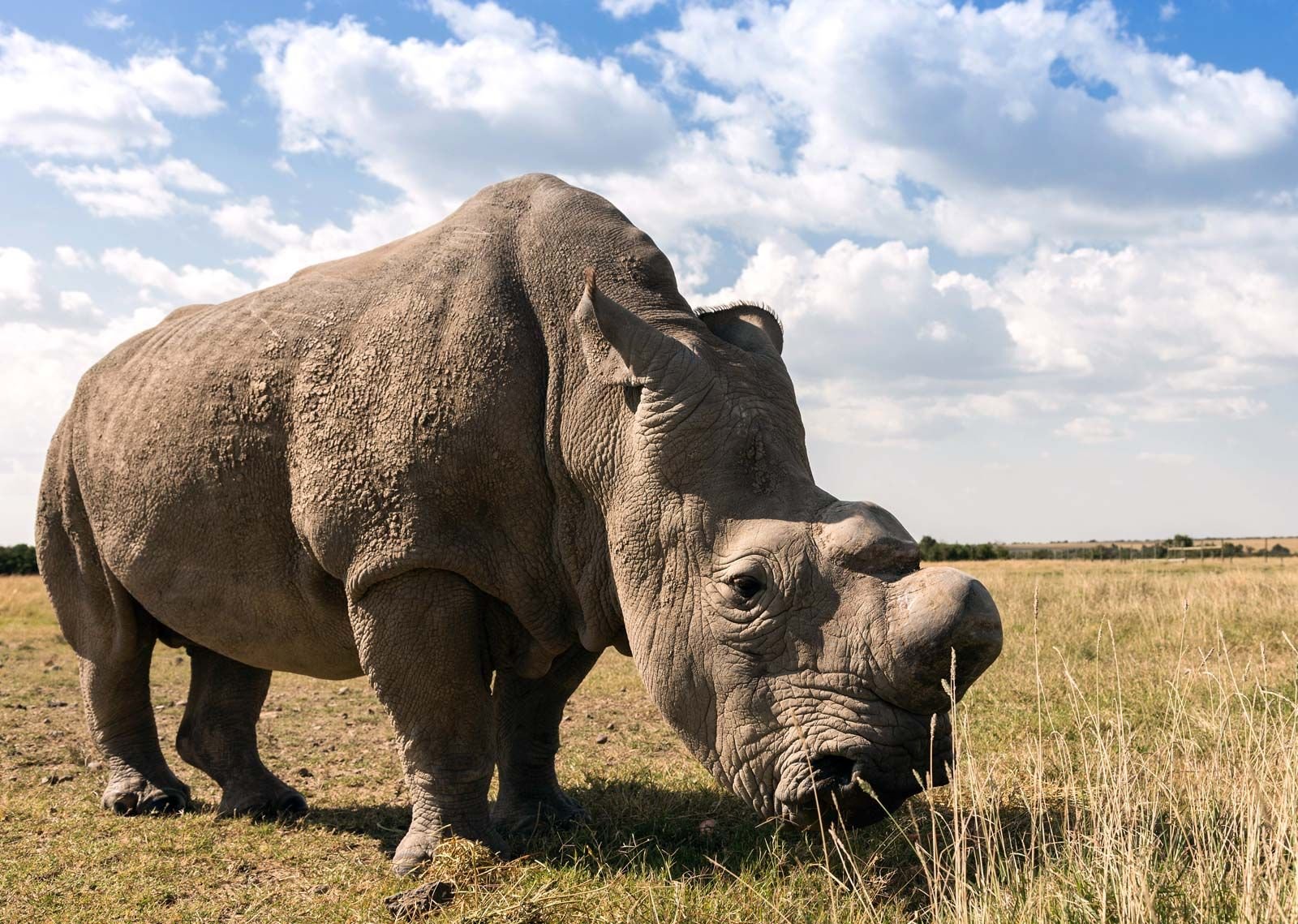 Северные носороги сколько осталось. Белый носорог (Ceratotherium simum). Северный носорог. Нола (носорог). Носорог вид сбоку.