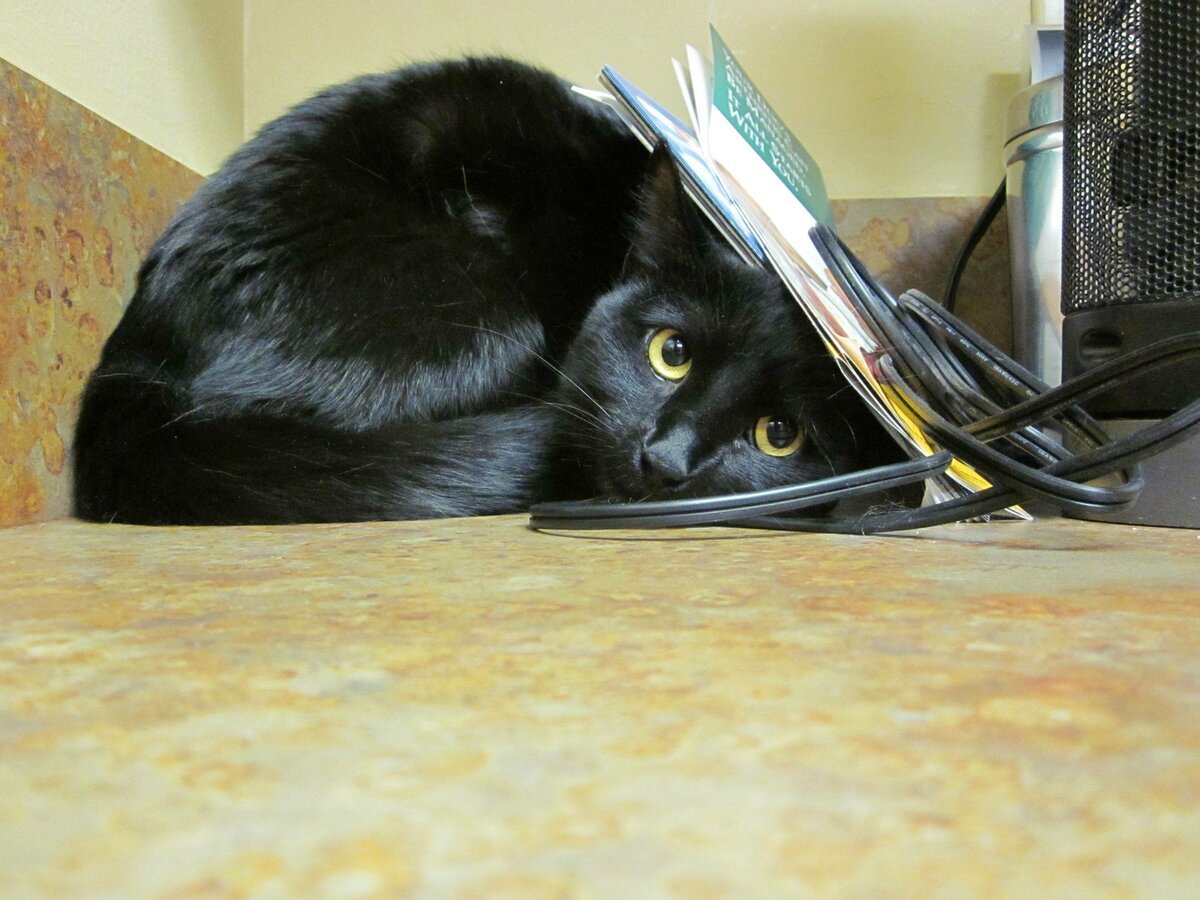 Черный кот прячется