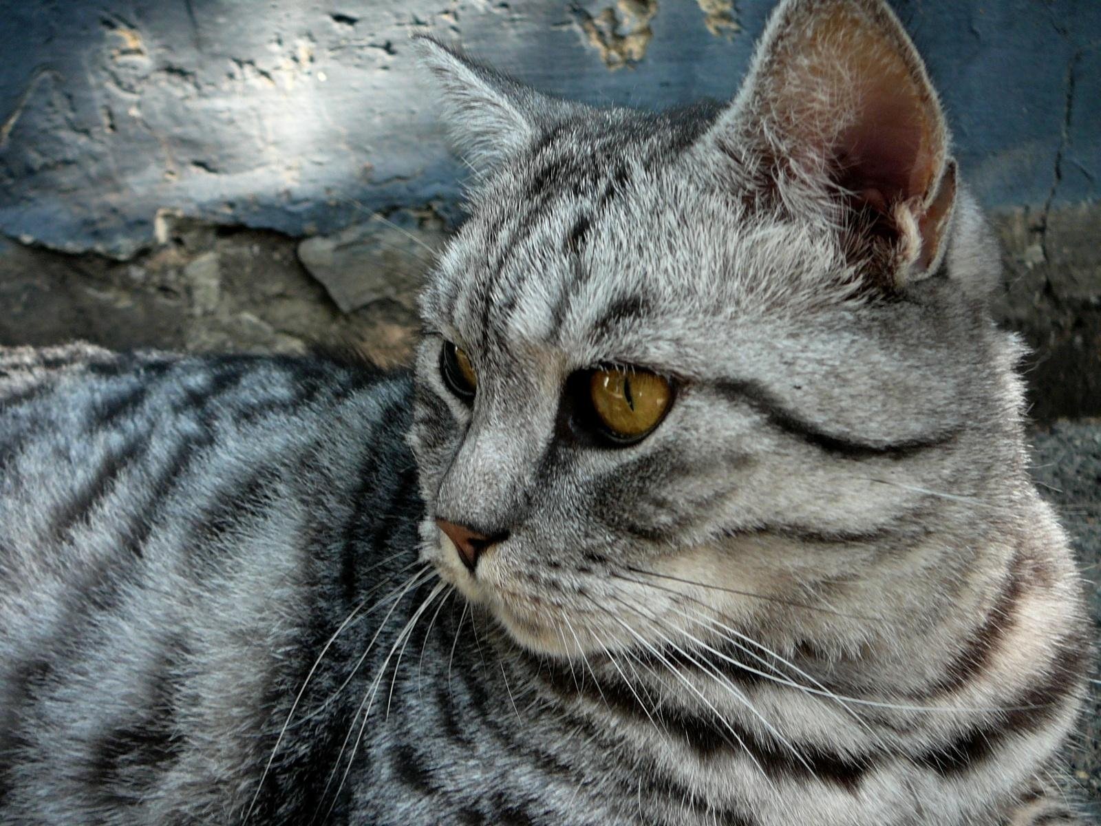 Кошка европейская короткошерстная серая полосатая. Табби макрель тигровый. Серый полосатый кот порода. Британский кот полосатый серый. Серая кошка с полосками